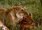 Africa (11)  Mom and cub
